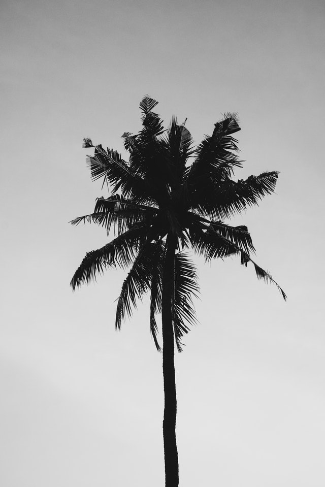black and white image of a palm tree