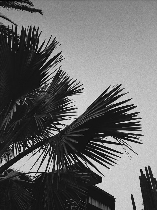 black and white image of a palm tree